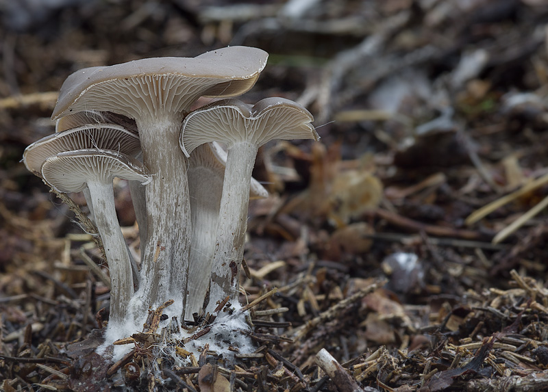 Clitocybe metachroides